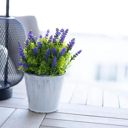 Hedarom Észak-Eforie